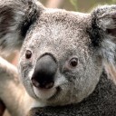 aaa